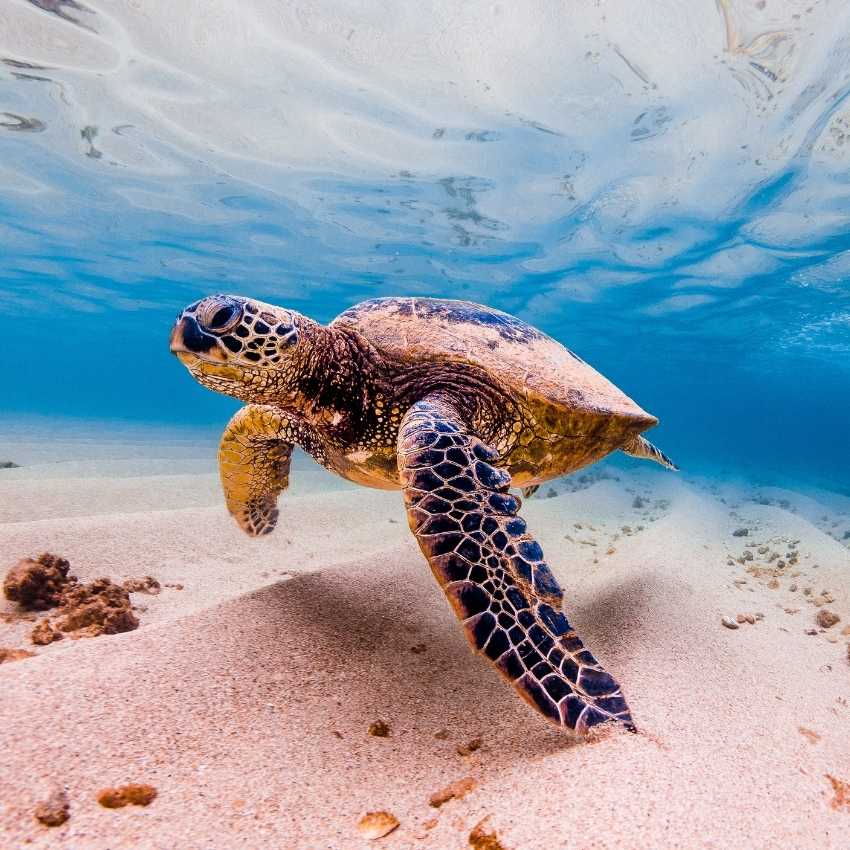 spiritual meaning sea turtle