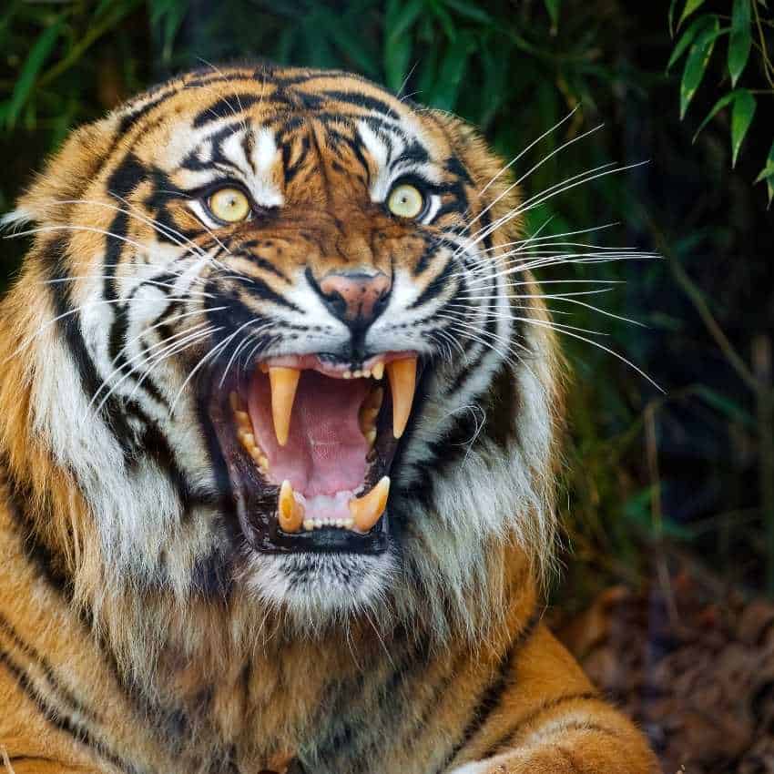 tiger spirit animal Nature's Titans: Animals That mean Power
