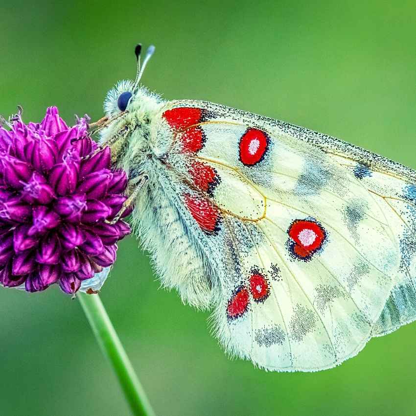 witte Nachtvlinder betekenis