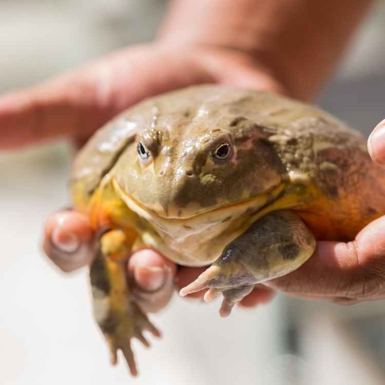 African Bullfrog