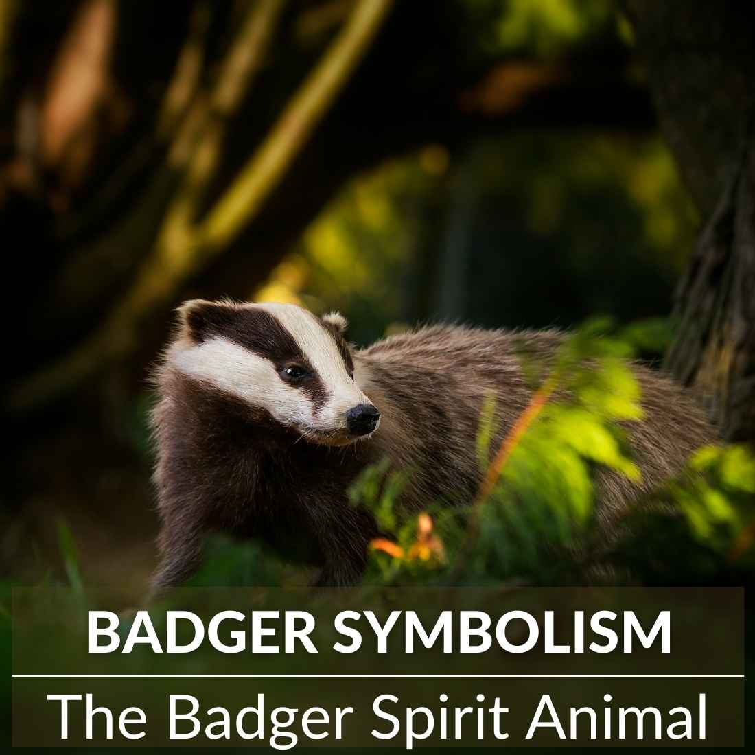 Badger Symbolism