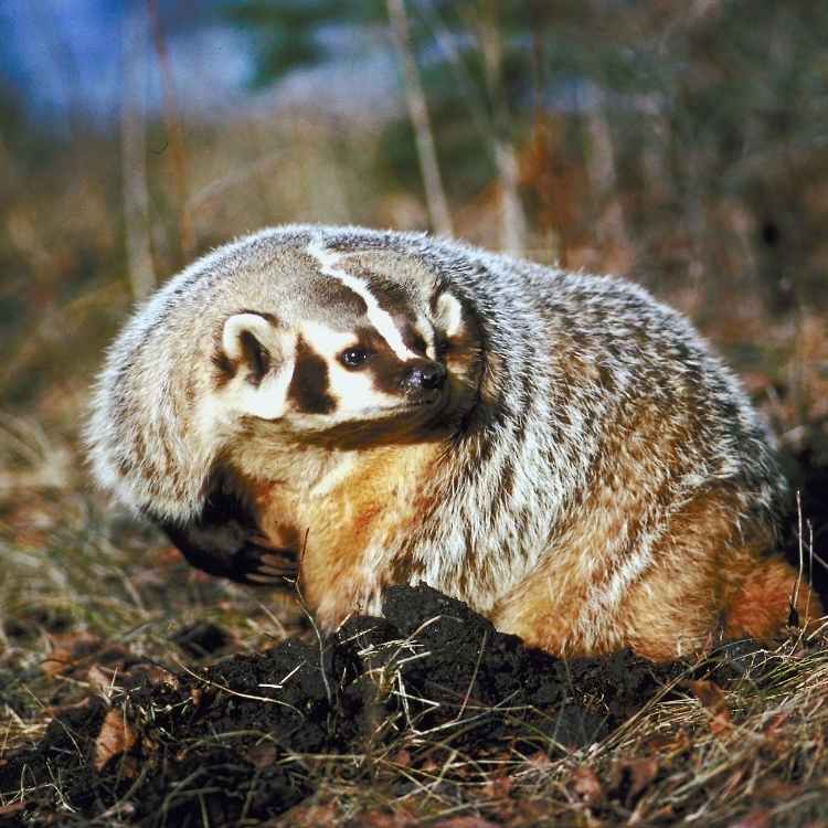 Badger animal totem