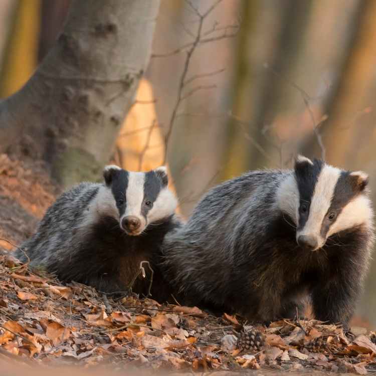 Badger spirit animal