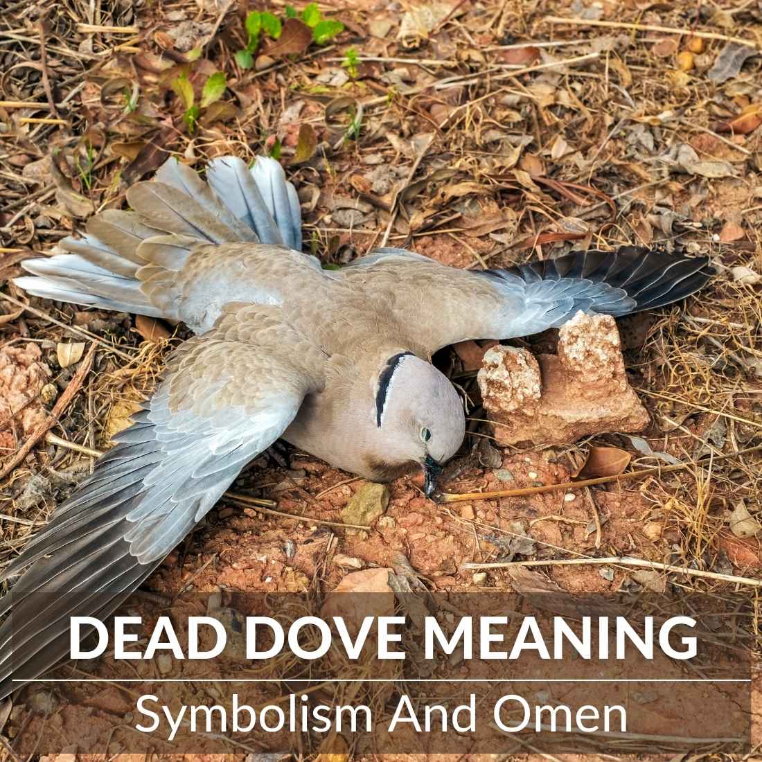 Dead Dove Meaning