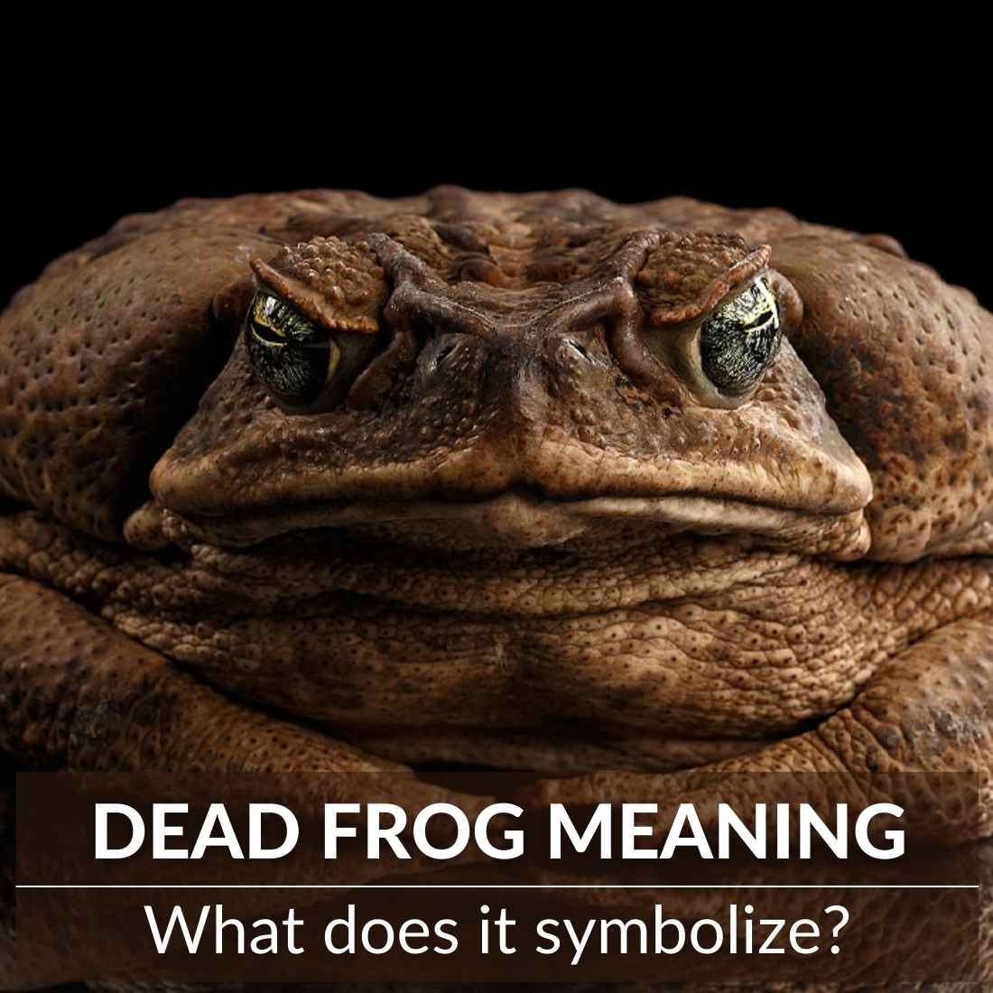 Dead frog meaning