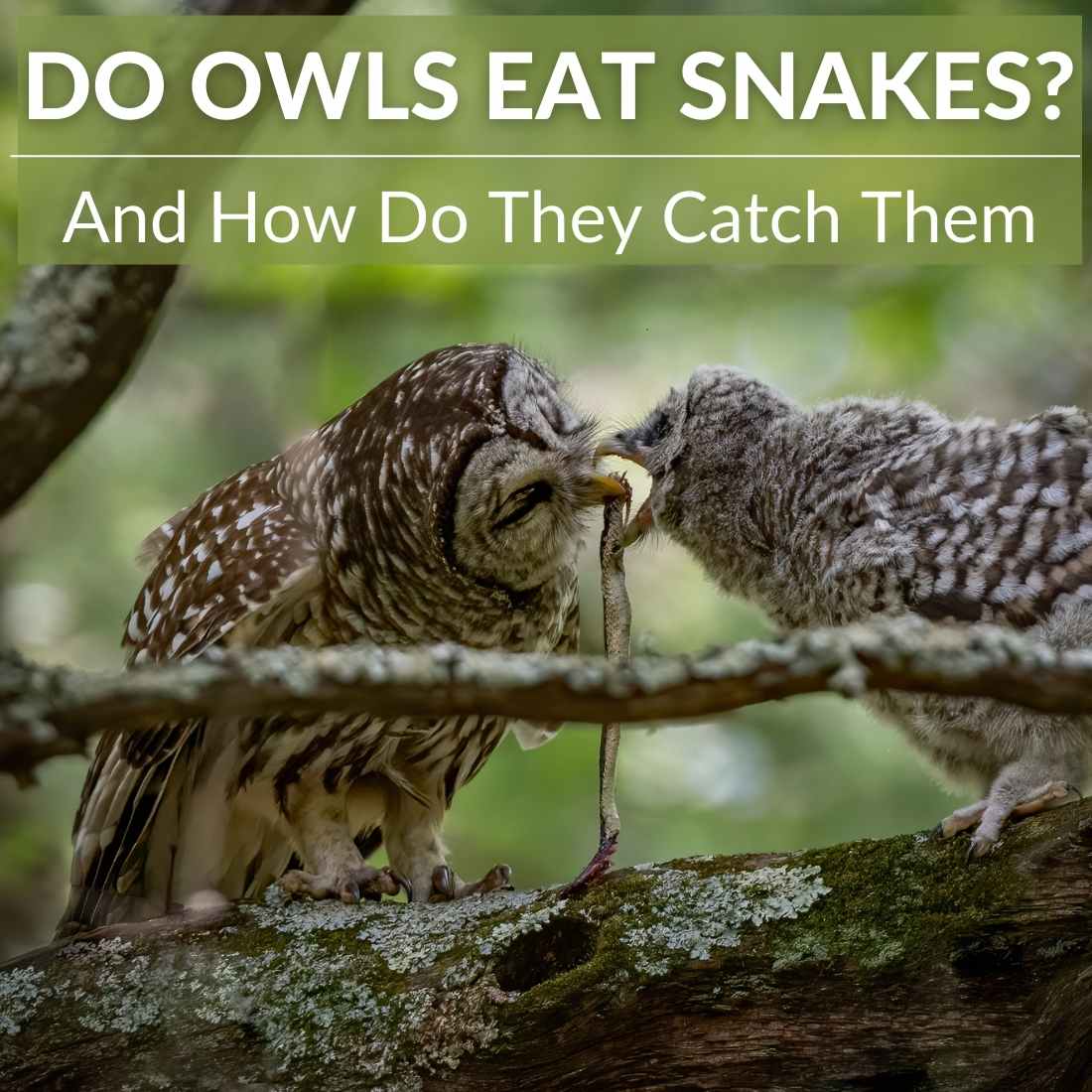 Do Owls Eat Snakes