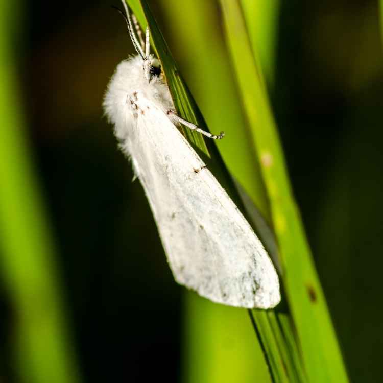 dreaming of white moths