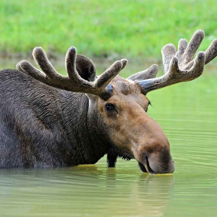 elk spirit animal