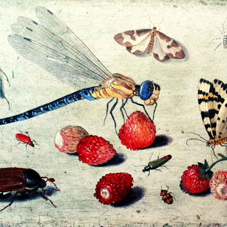 Insects in Arts