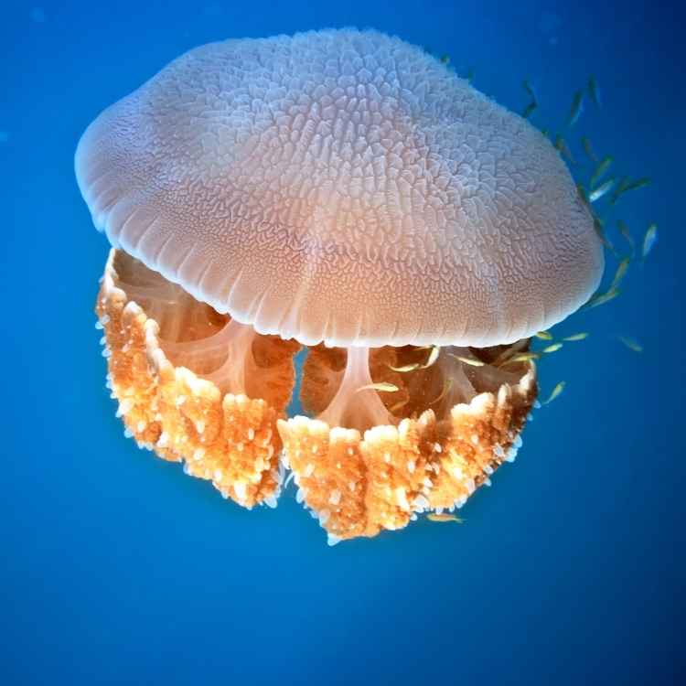 Jellyfish symbolism in different cultures