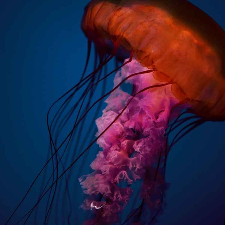 Jellyfish symbolism cultures