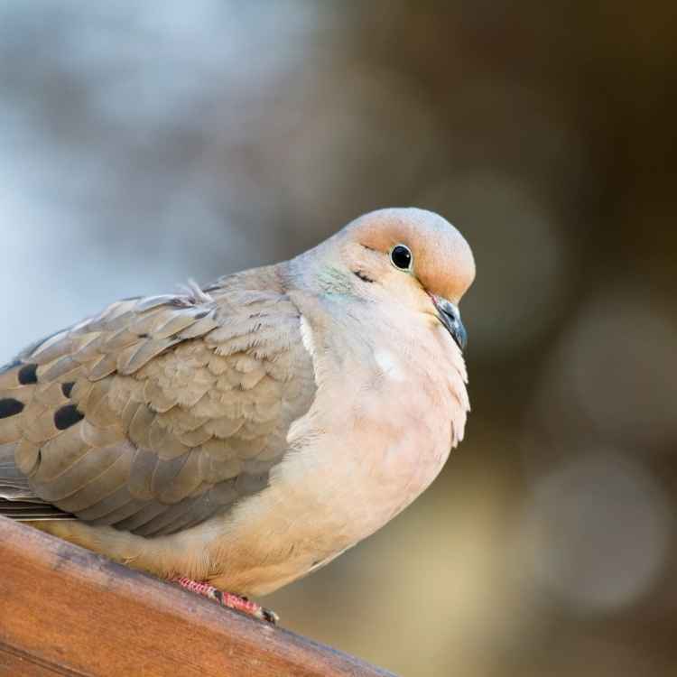 mourning dove meaning