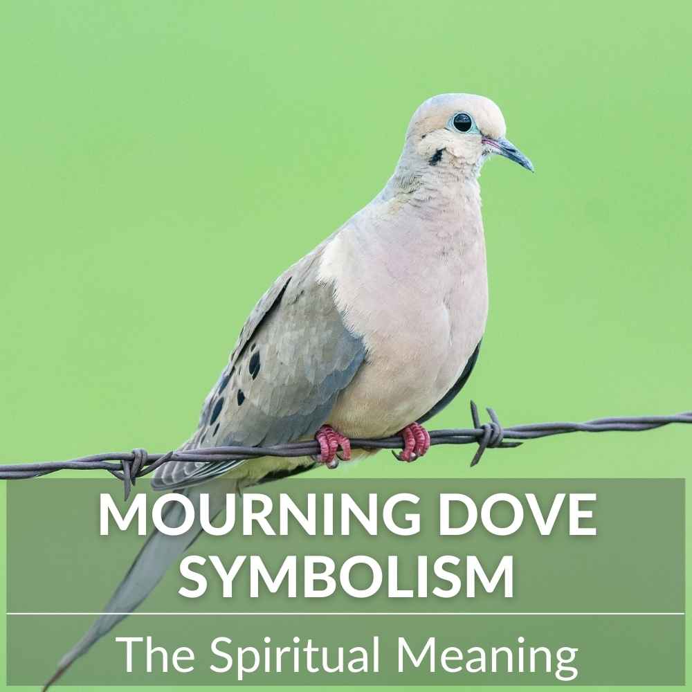 Mourning Dove Meaning Fascinating Spiritual Significance