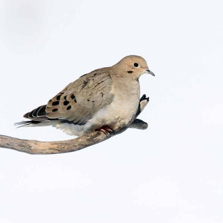 Mourning-dove