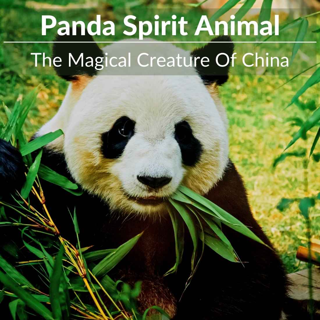 Panda Spirit Animal - The Magical Creature Of China | A Full Guide