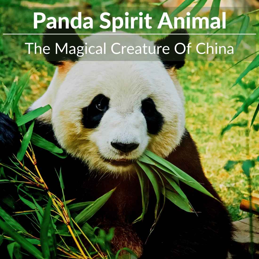 Panda Spirit Animal - The Magical Creature Of China | A Full Guide Panda Spirit Animal - The Magical Creature Of China | A Full Guide