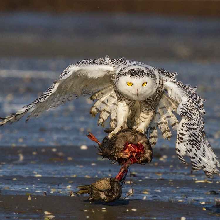 snowy owl hunting