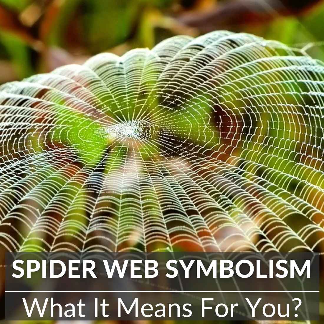 Spider Web Symbolism