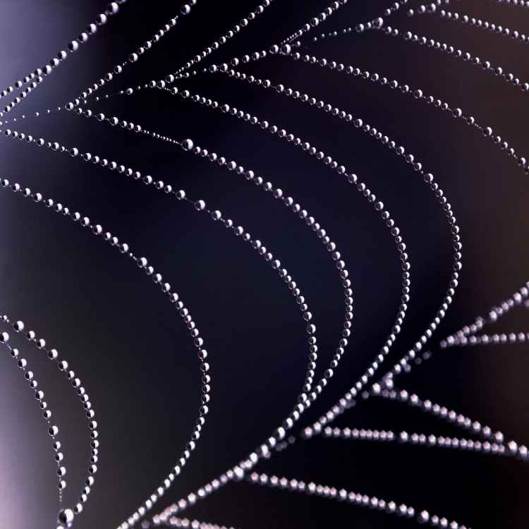 Spider web spiritual symbol