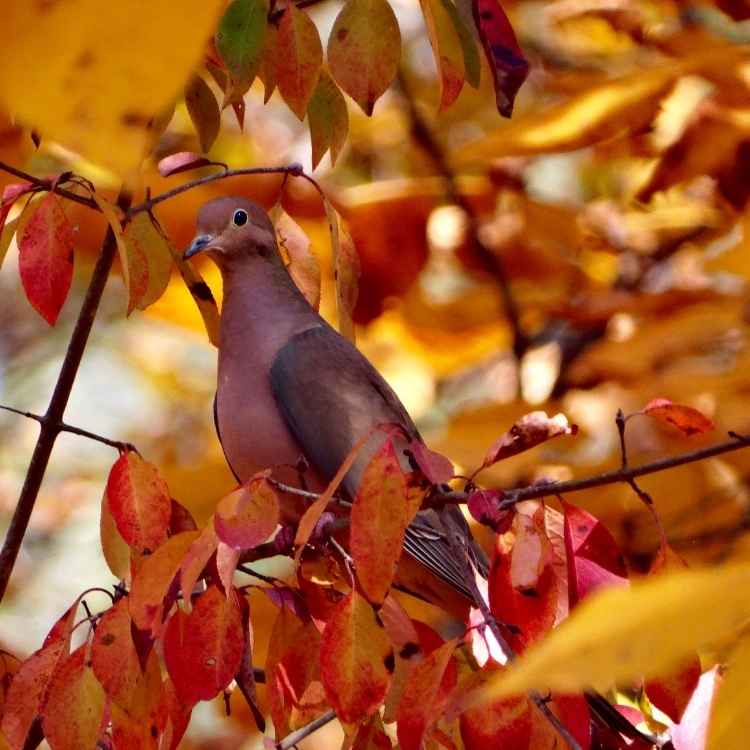 Spirit animal mourning dove