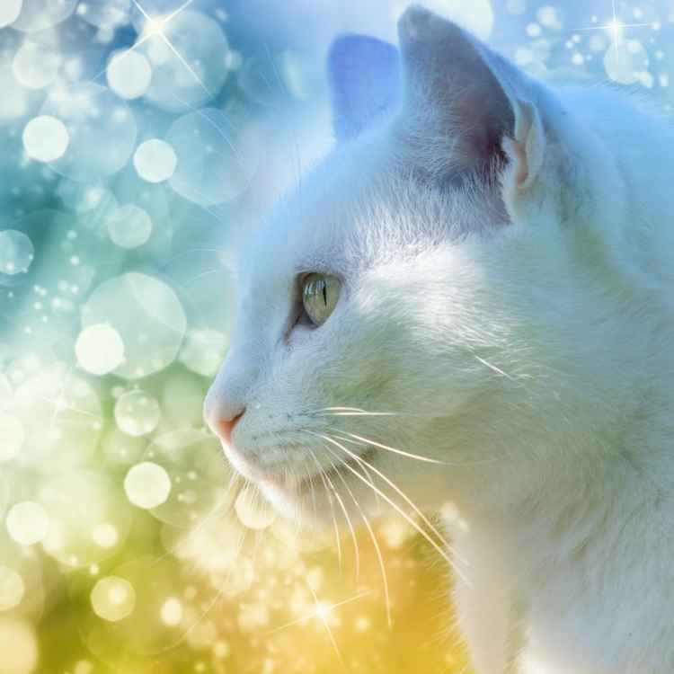 Spiritual Meaning of a White Cat