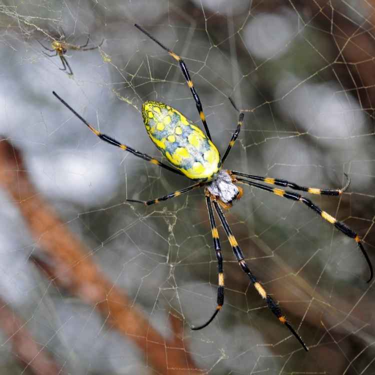 Spiritual meaning spider web