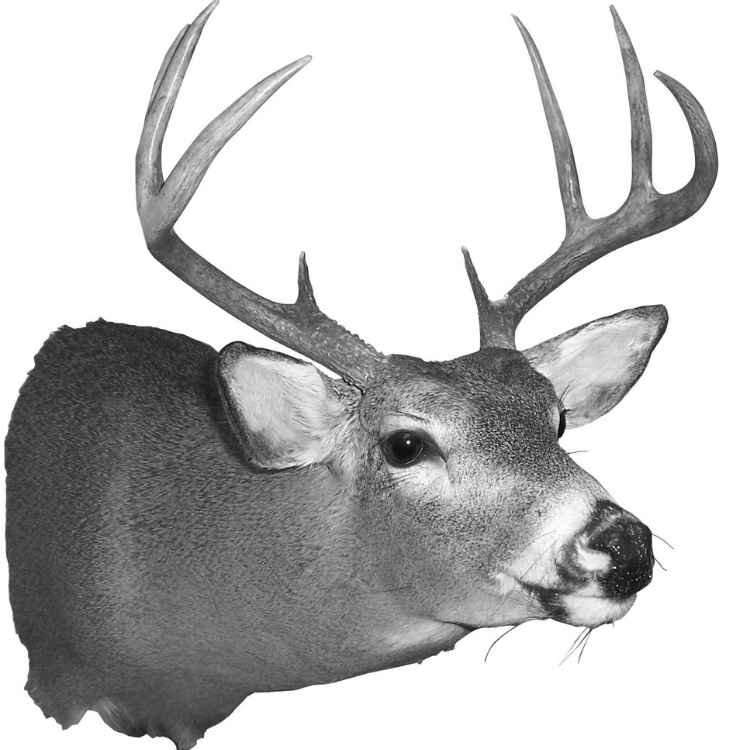 Stag Symbolism: What Do Stags Represent? | A Full Guide Stag Symbolism: What Do Stags Represent? | A Full Guide