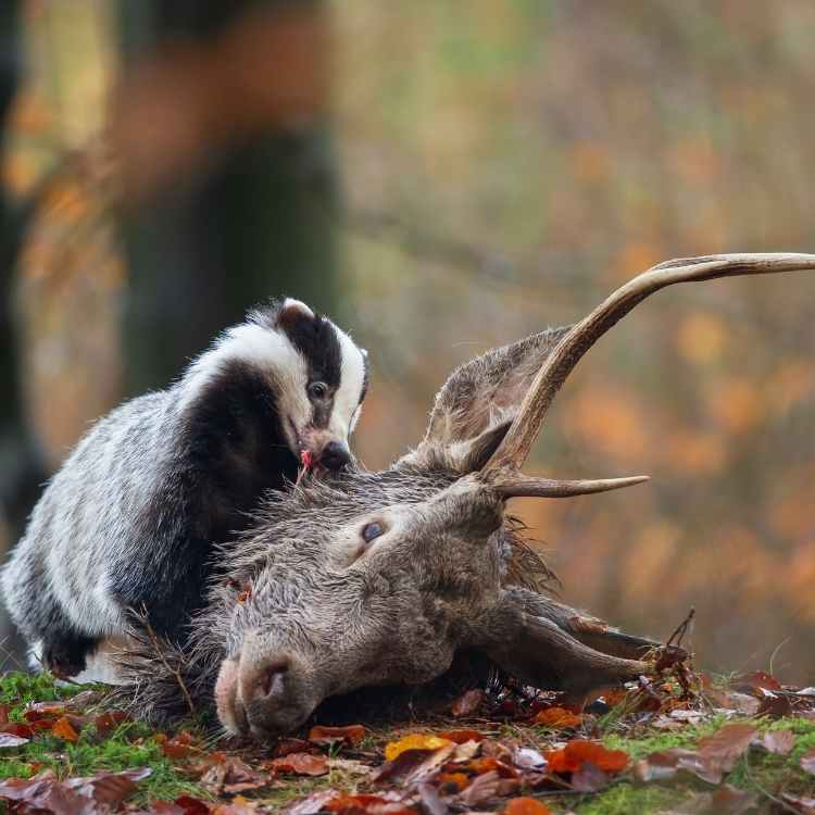 The Badger symbolism in different cultures