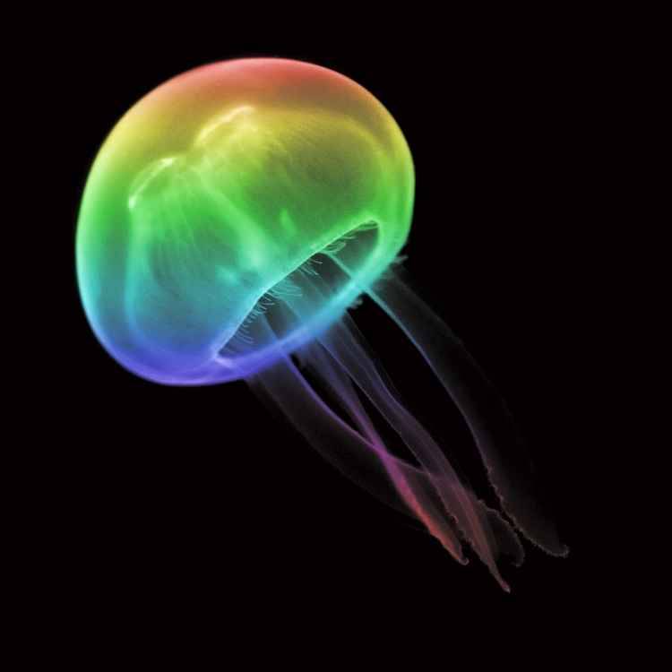 What do jellyfish symbolize