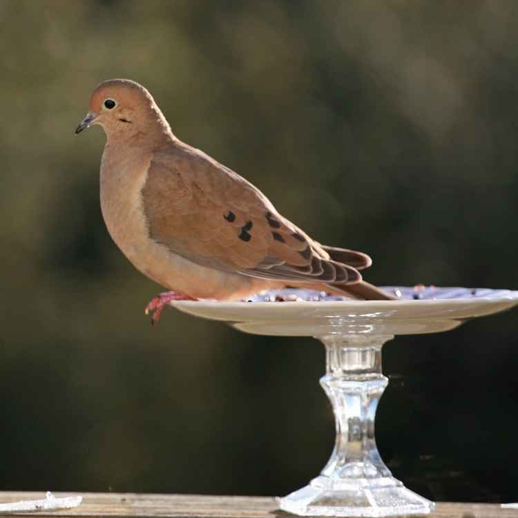 What do mourning doves symbolize