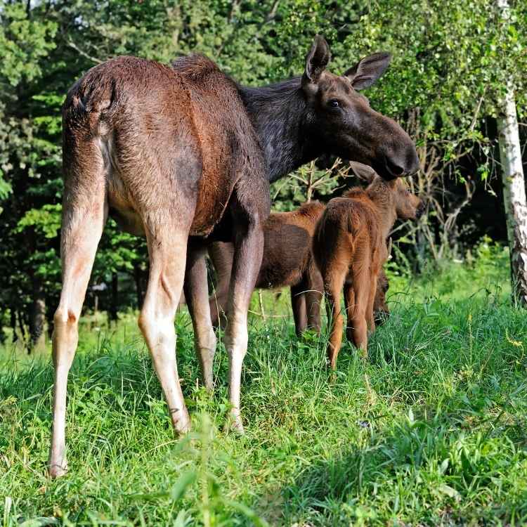 What does an elk symbolize