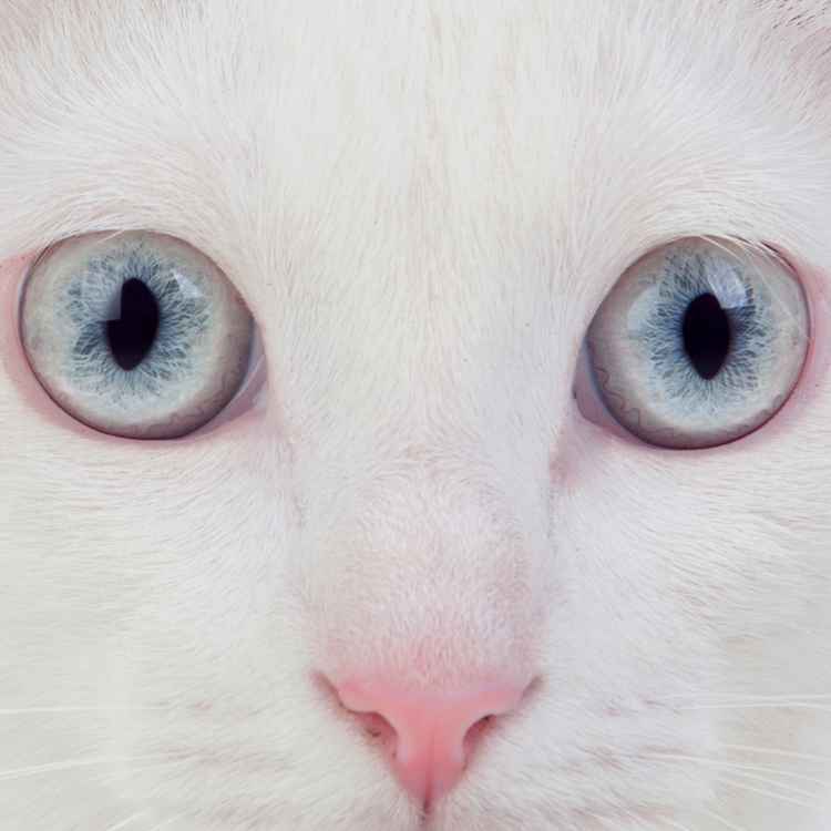 White cats and femininity