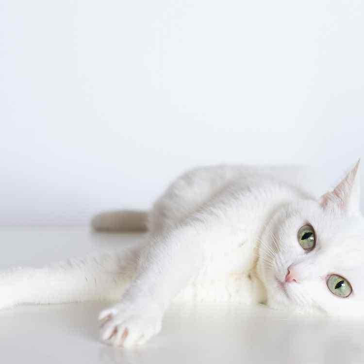 White cat symbolism