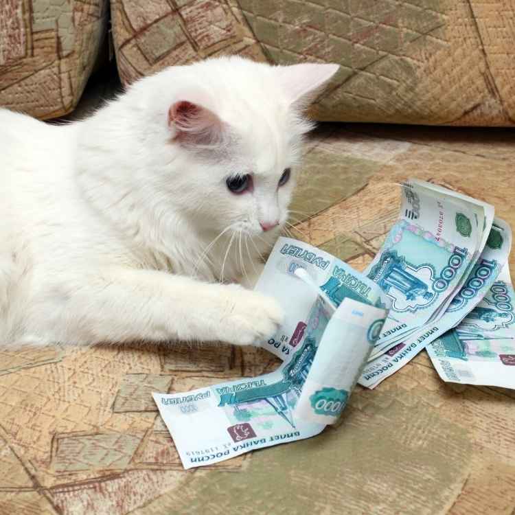 White cats and money