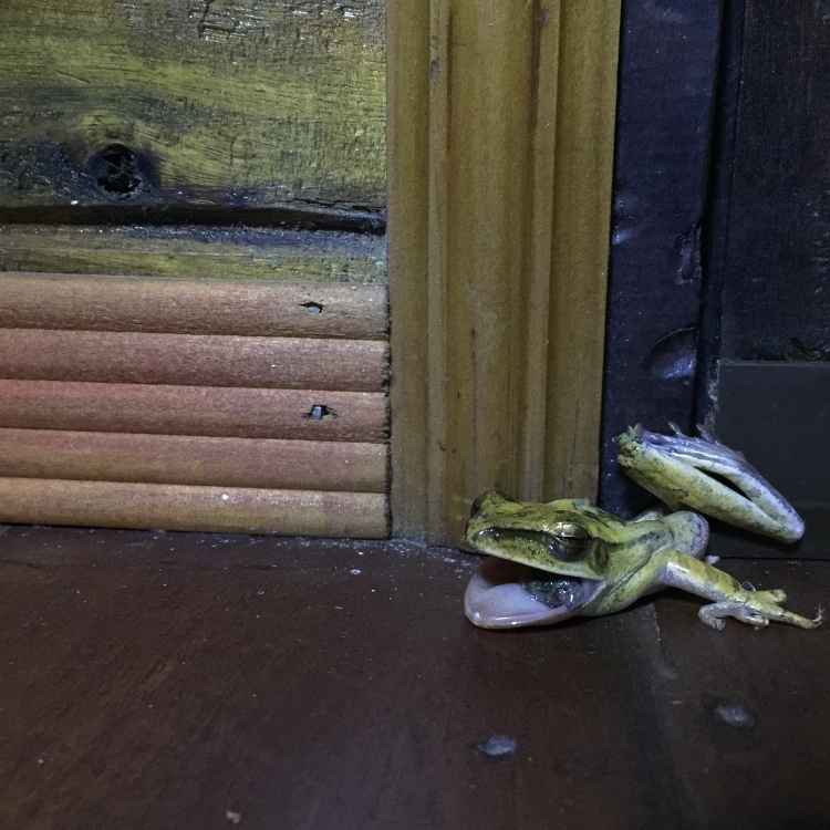 Dead frog in house meaning
