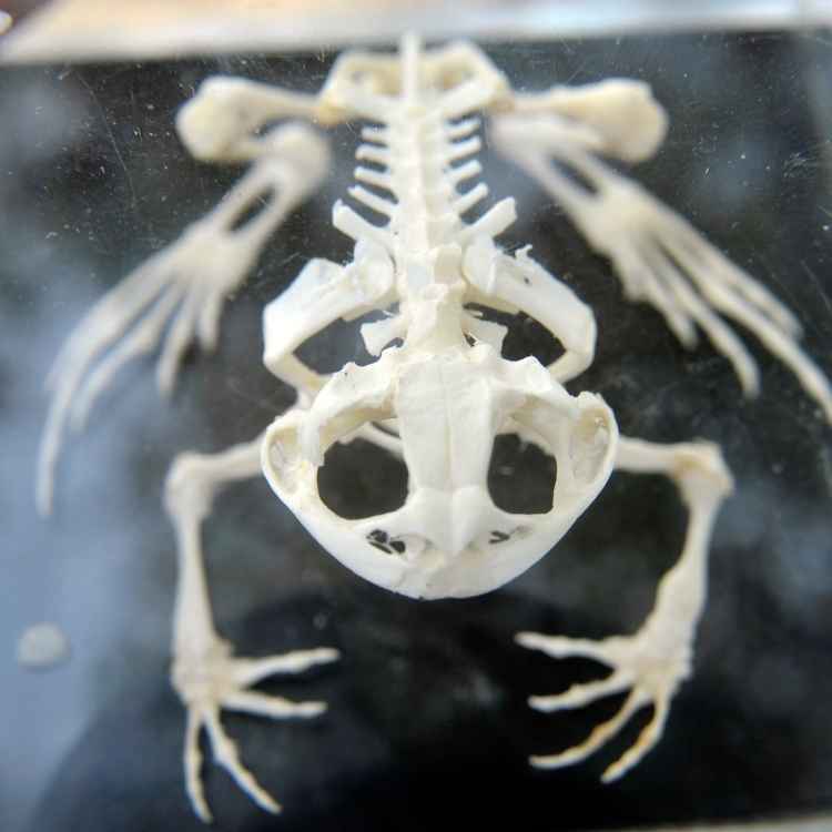 frog skeleton