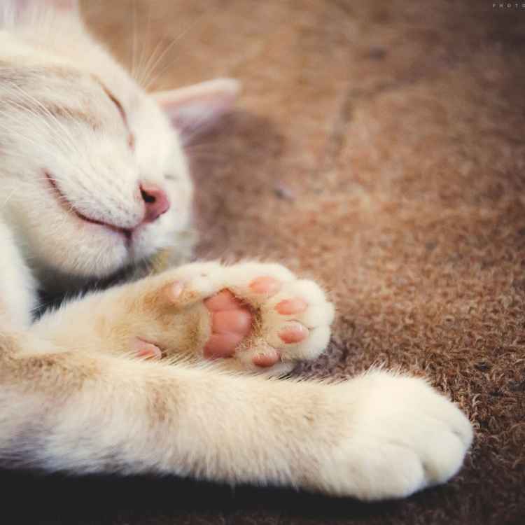 dreaming about a white cat