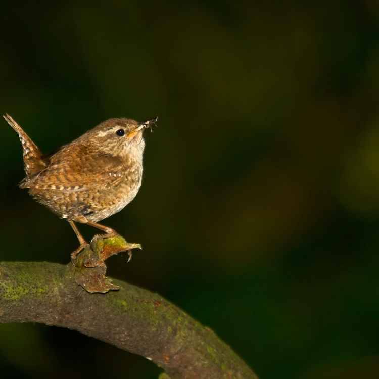 dreaming of Wrens