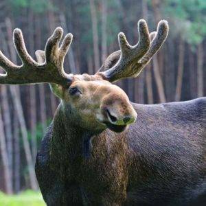 elk animal totem elk animal totem