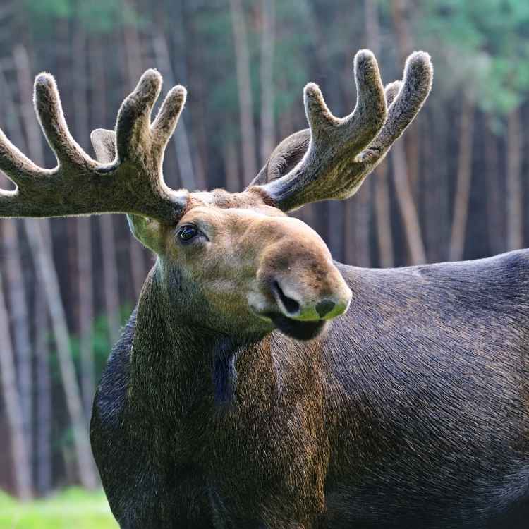 elk Totem animal