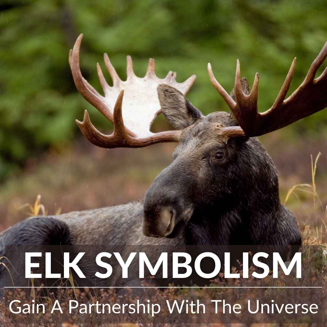 Elk Symbolism: Gain A Partnership With The Universe - A Full Guide