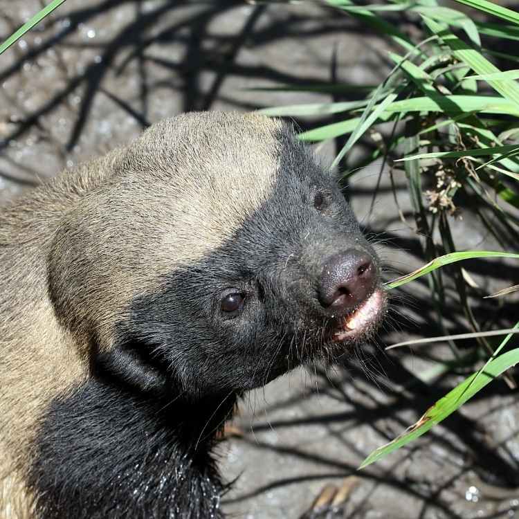 honey badger