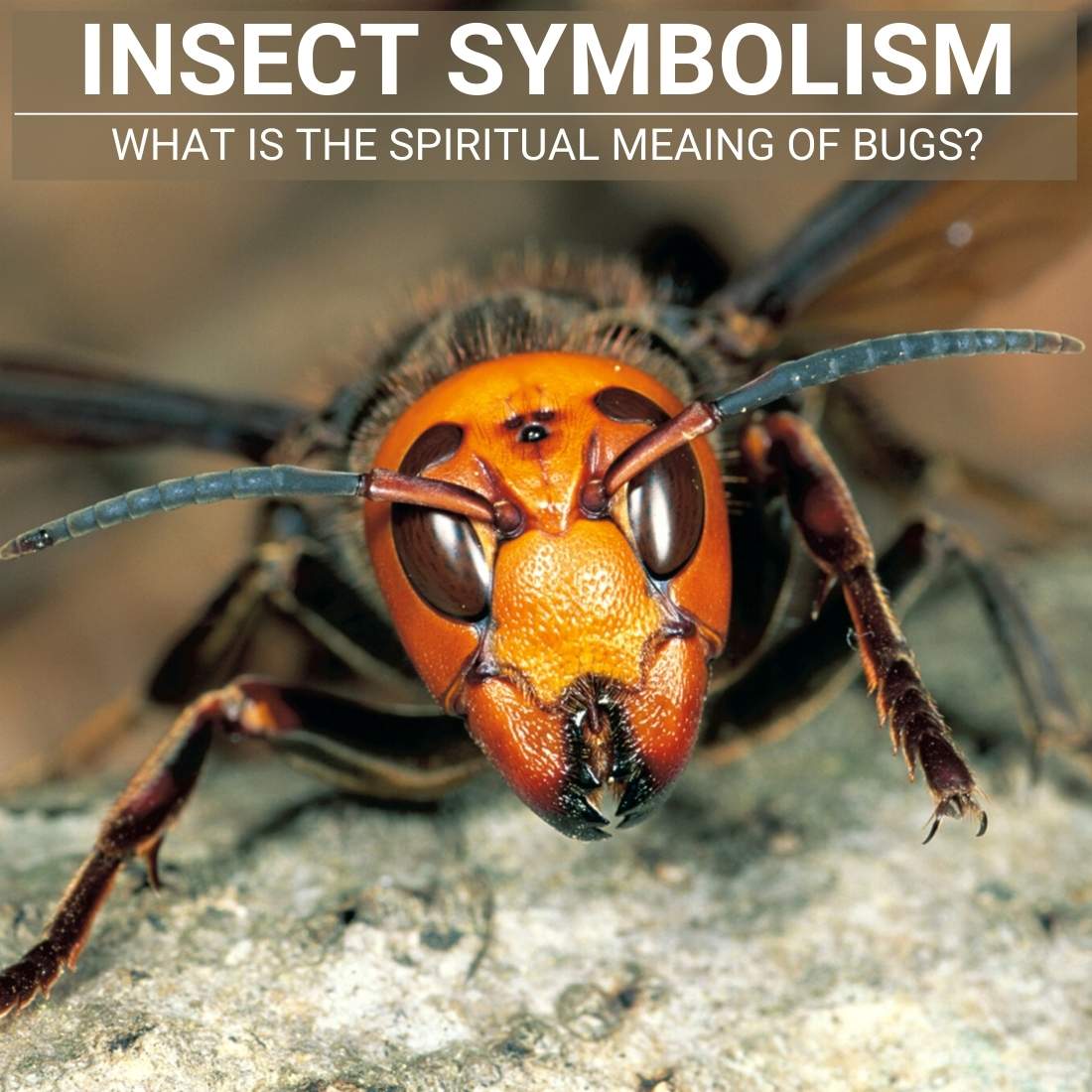 insect symbolism and meANING