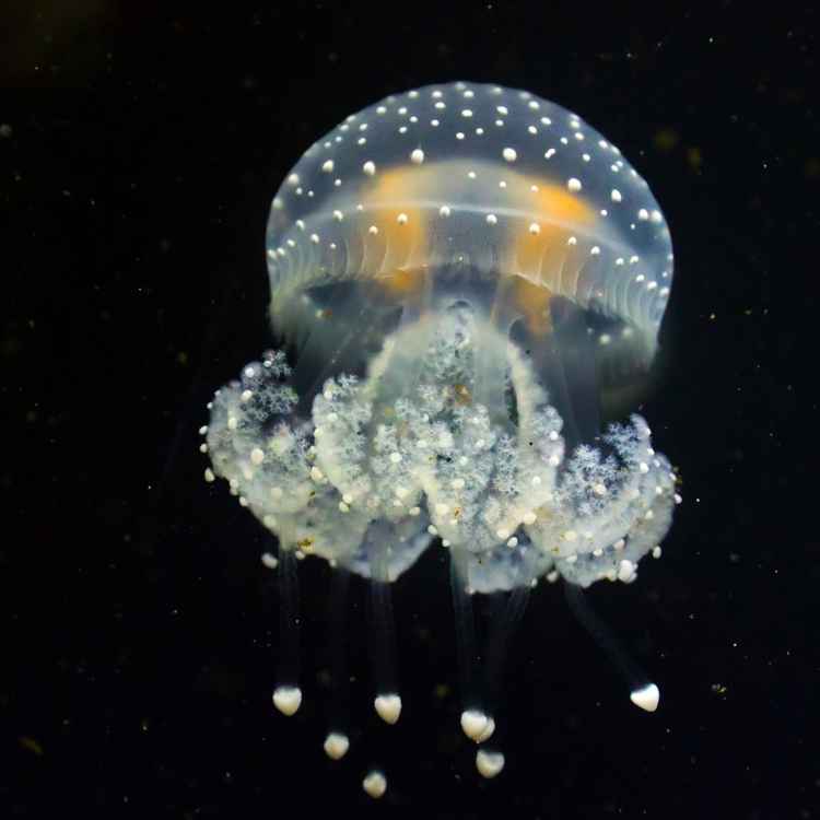 jellyfish Totem animal