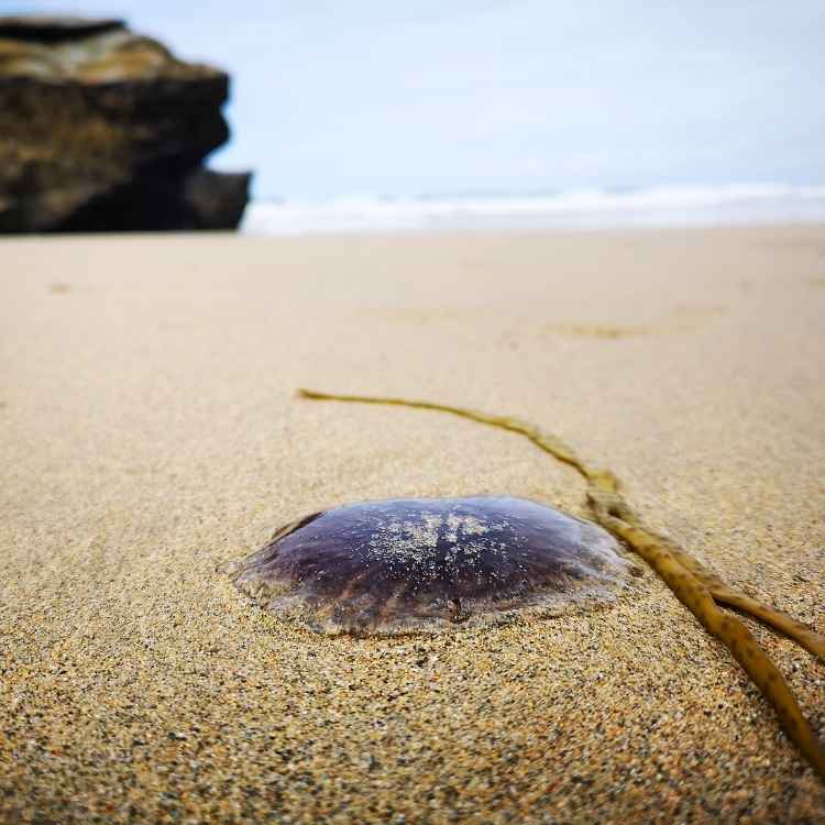 jellyfish meaning