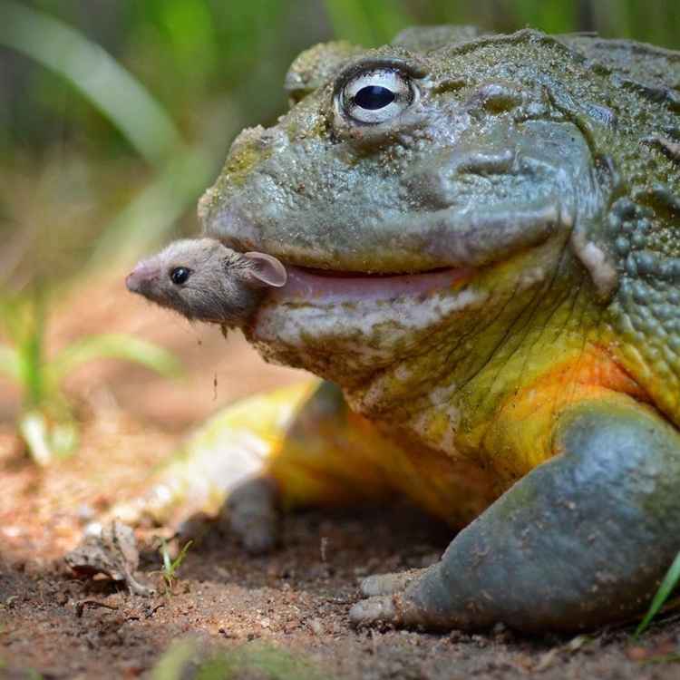 bullfrog 