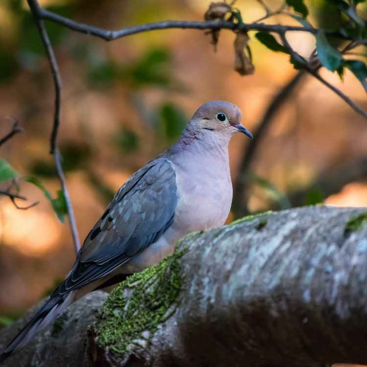 meaning of dreaming of mourning doves