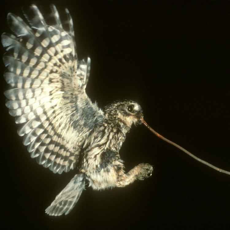 owl catchin snake