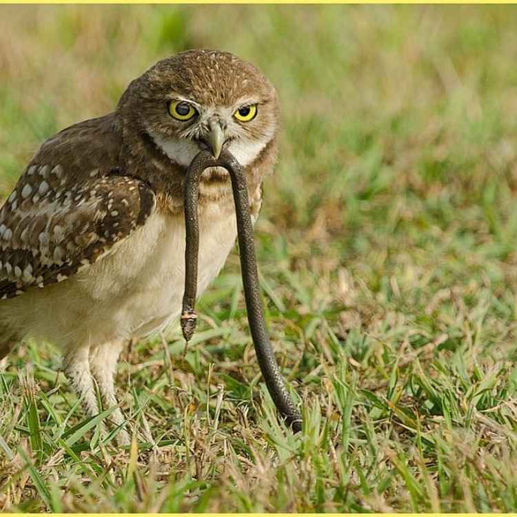 owl snake prey