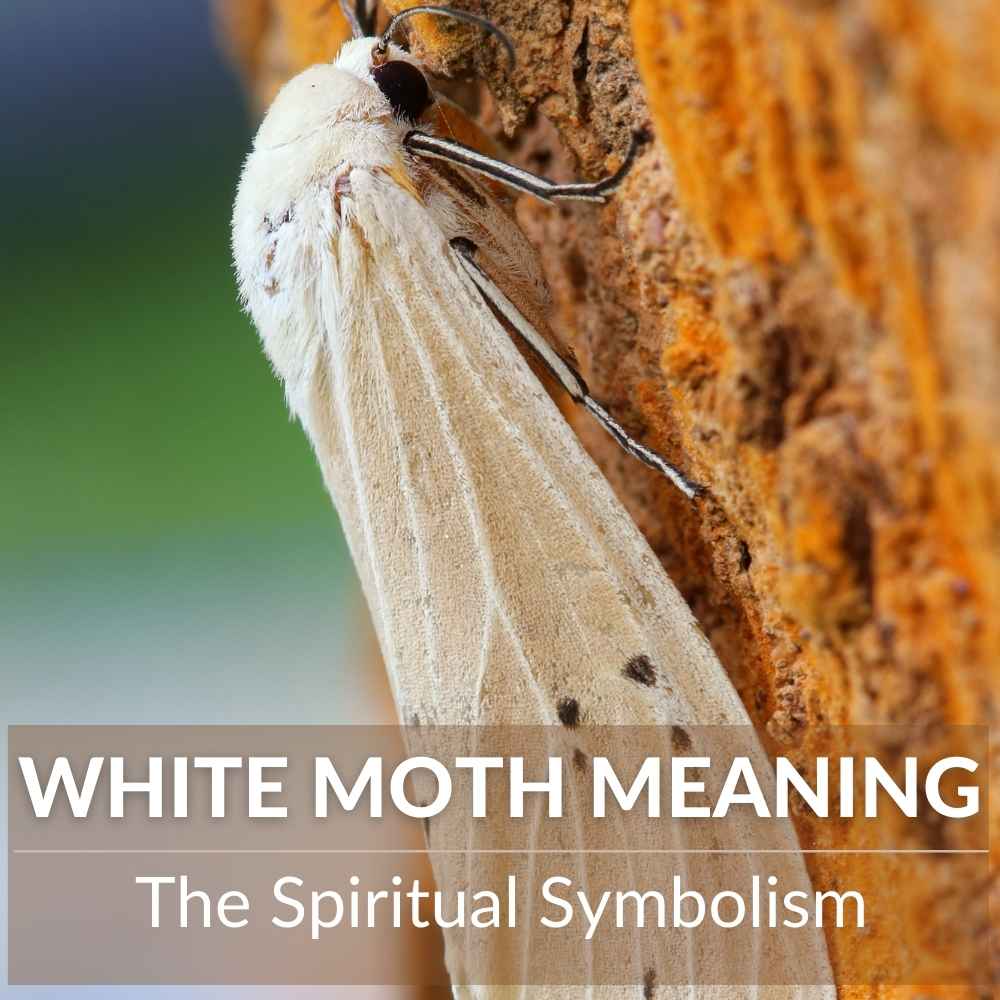 white moth meaning